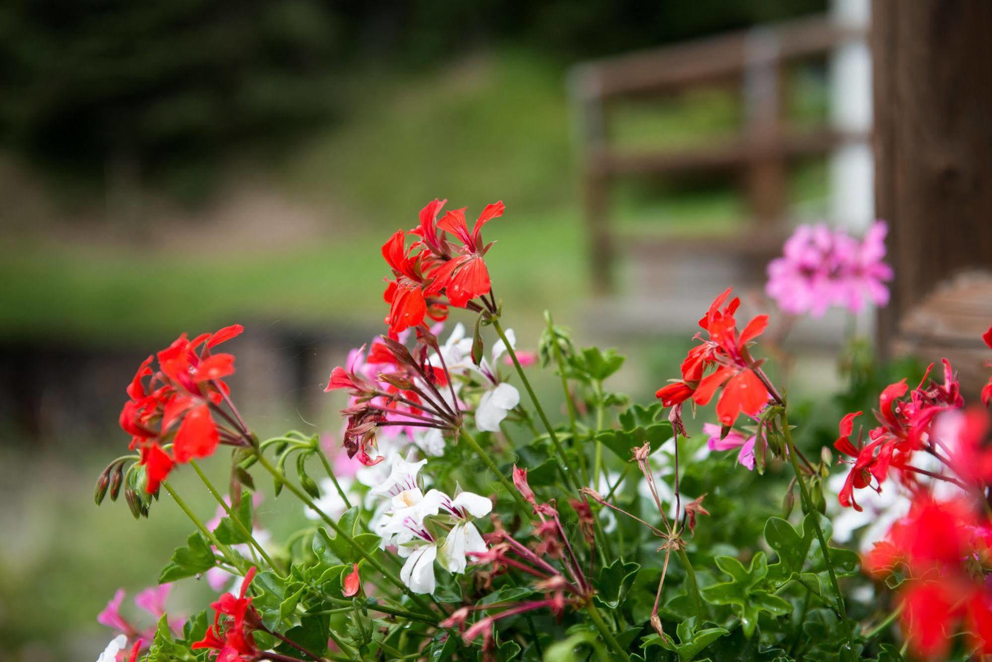 Apartments Boe Santa Cristina Val Gardena Екстер'єр фото